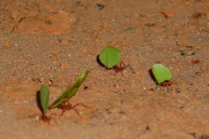 Мурат-левборов - аматорські садівники Мурат-левборов - аматорські садівники